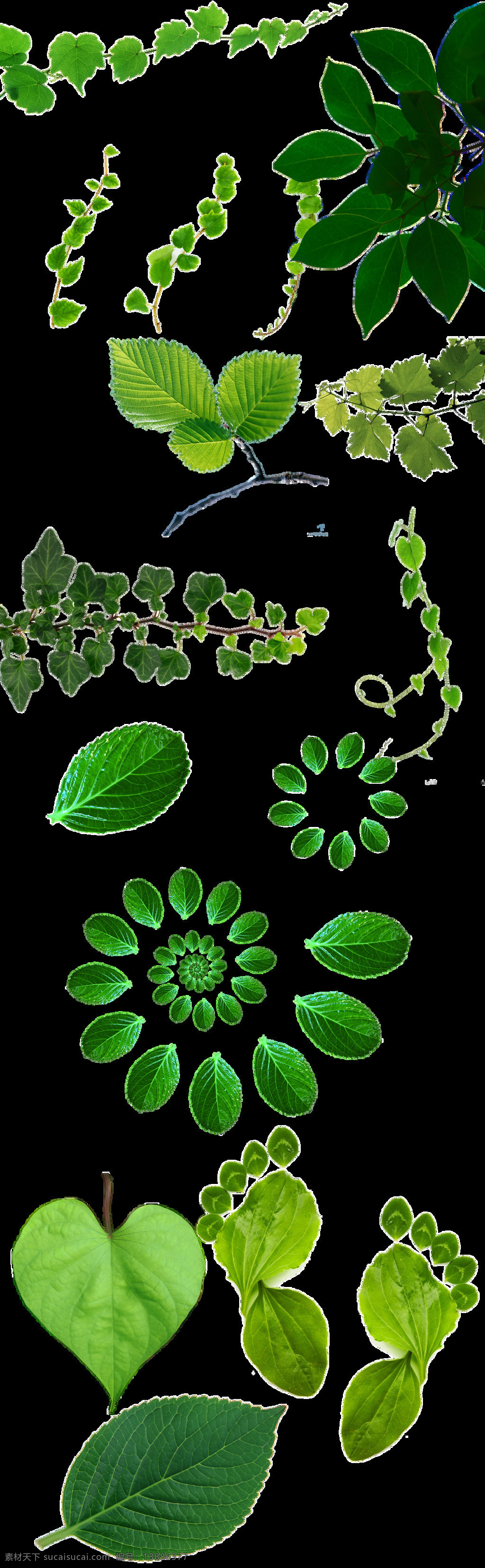 各式 植物 绿叶 透明 卡通 抠图专用 装饰 设计素材