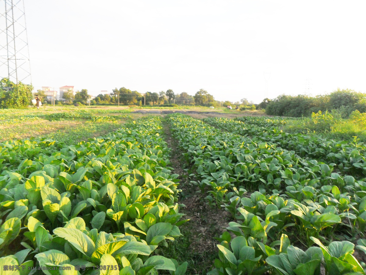 白菜 菜园 村庄 风景 景观 蓝天白云 绿草 绿色 大棚蔬菜 蔬菜 土地 现代农业 青菜 绿色蔬菜 绿油油 种植 农作物 树木 太阳 田园风光 自然景物 图像 自然景观 矢量图 日常生活