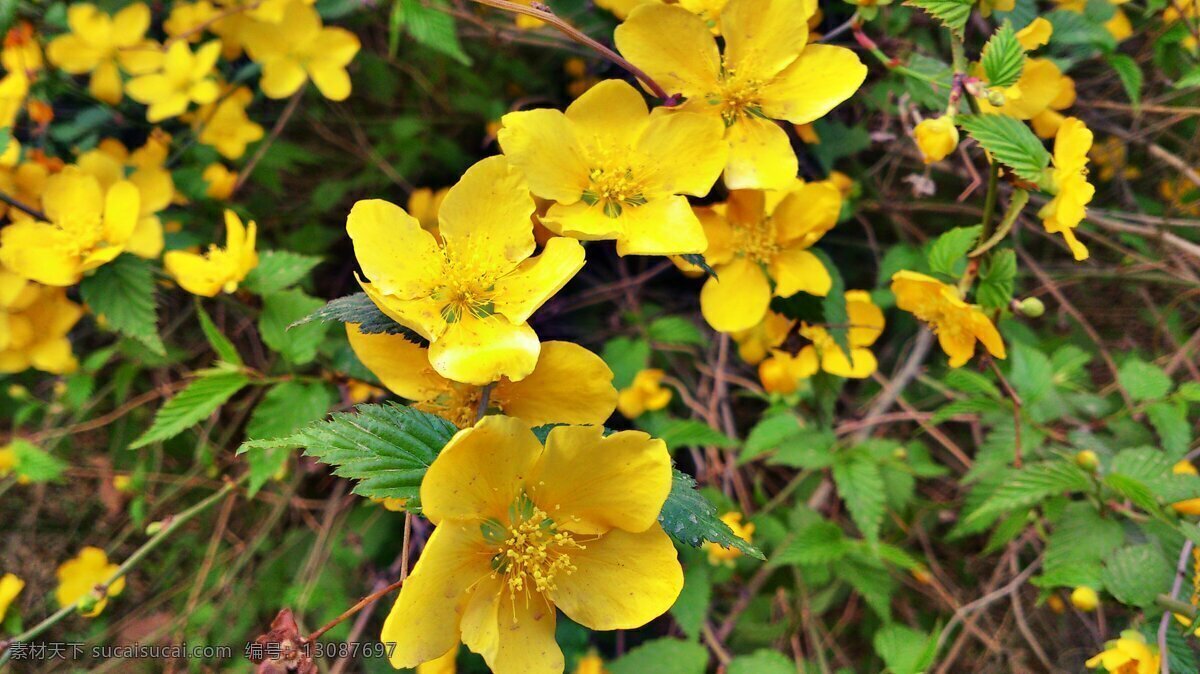 金钟 花 春天 花草 花朵 黄色 生物世界 植物园 金钟花 成簇 psd源文件