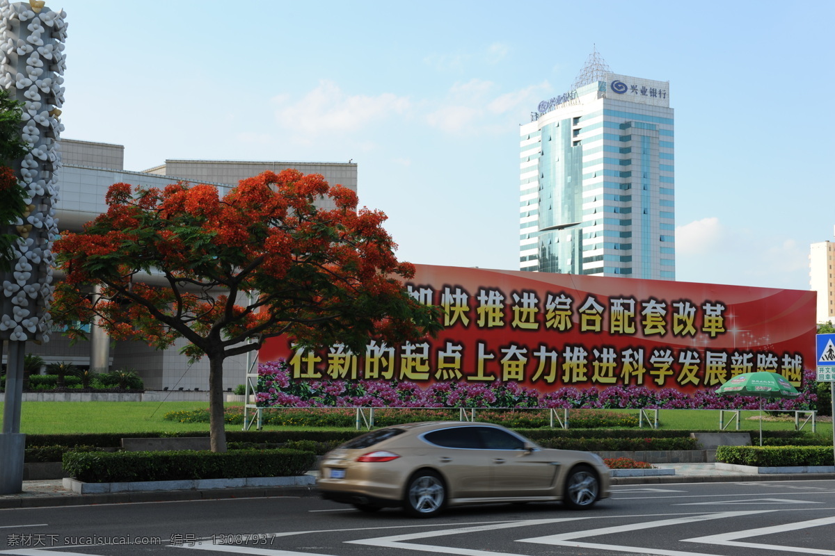 凤凰 映红 鹭岛 花草 六月 生物世界 厦门 凤凰映红鹭岛 市树 凤凰木 凤凰花盛开 烂漫 时 psd源文件