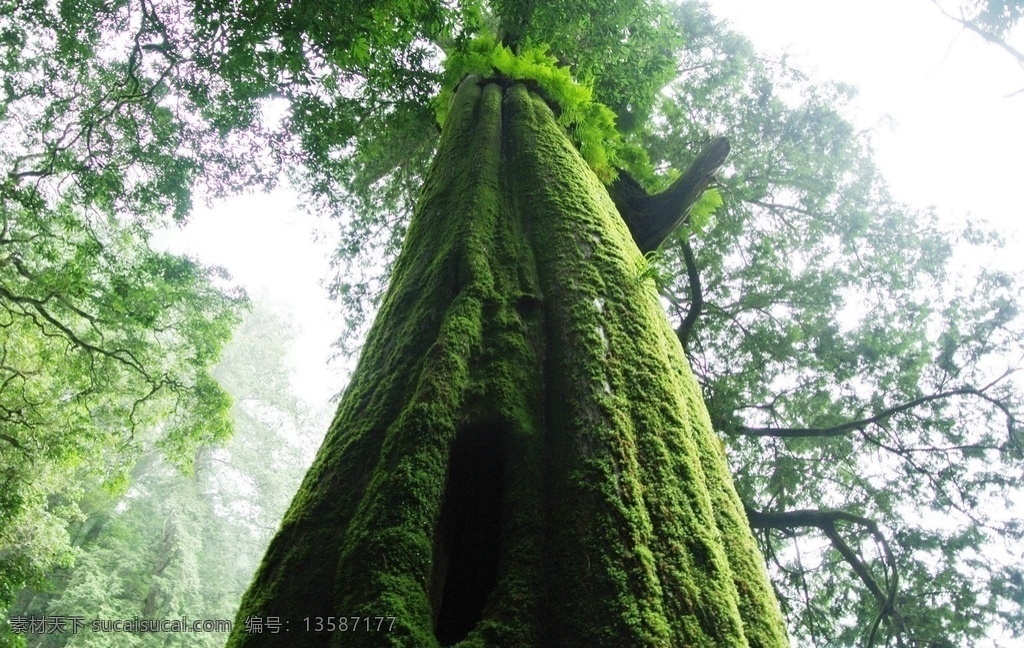 参天大树 苔藓 森林植物 生长 野生 绿生树干 树枝 原始森林 原生态 生物世界 树木树叶