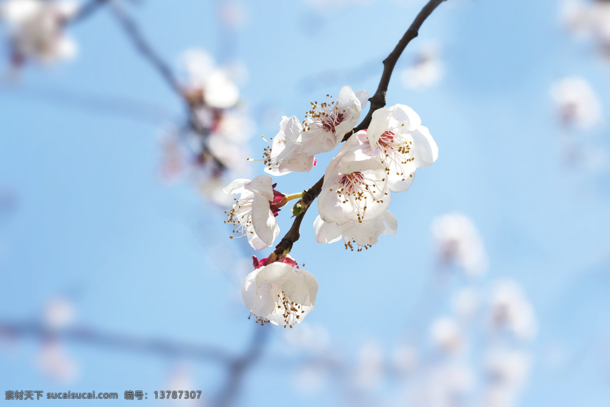 春暖花开 蓝天 梨花 桃花 春天 春天放风筝 春季 春意盎然 繁花似锦 生机勃勃 春天景色 春意 生物世界 花草
