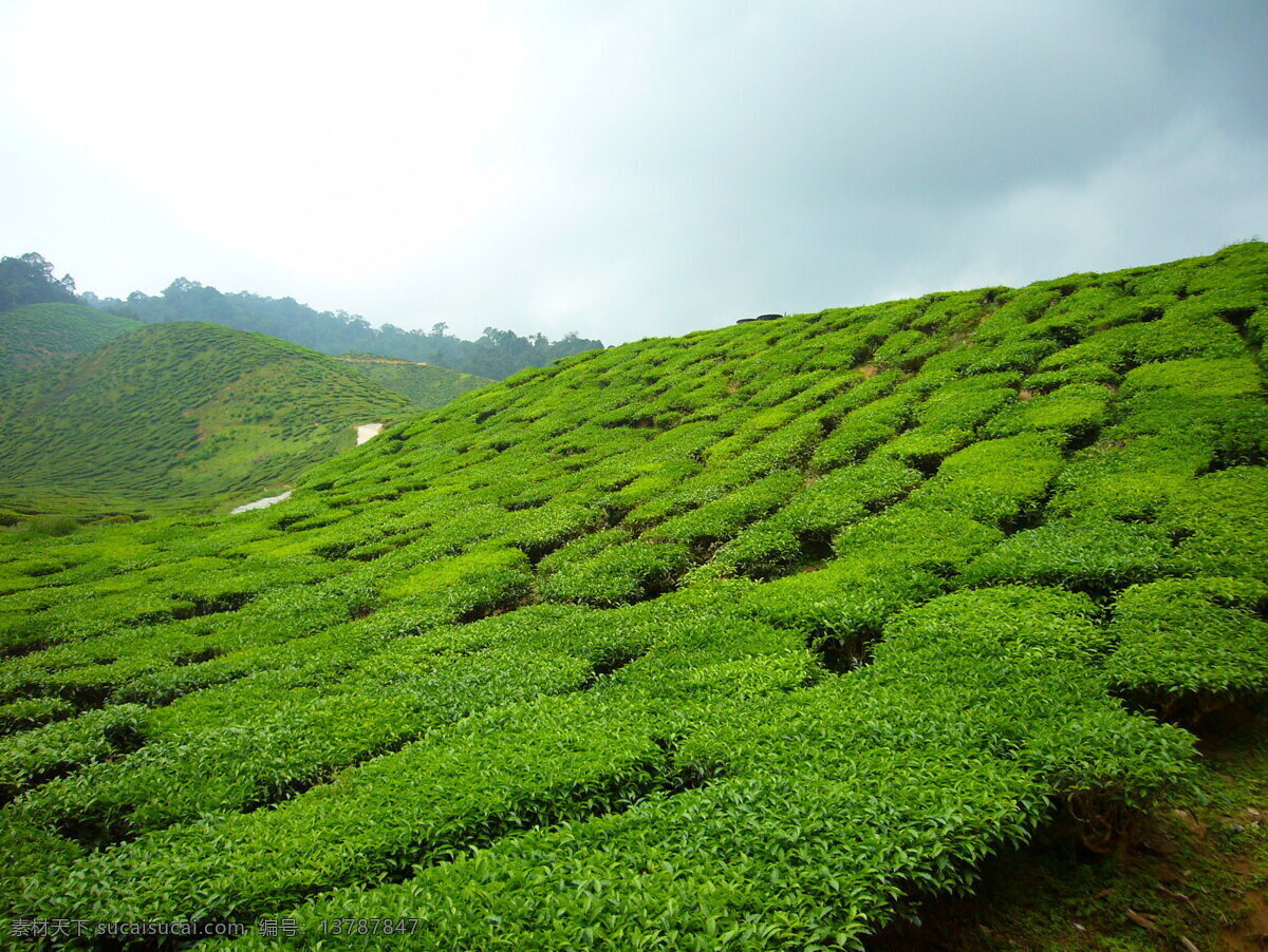 茶叶山 茶叶 山 绿 风景 自然景观 自然风景 摄影图像 摄影图库