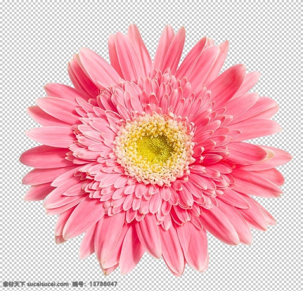 手绘植物花卉 森系花枝 花卉花草 园林艺术 园艺 园林盆栽 园艺盆景 绿化盆景 森系花草 森系绿植 淡雅花枝 花草植物 橄榄枝 枝茎叶 植物 树枝 森系花卉 清新植物 花卉 花朵 植物景观 花藤 花叶 鲜花 花语 花艺 文艺风 花艺插花 手绘花朵 植物花草 花卉植物 彩绘花纹 欧式花纹 手绘花框