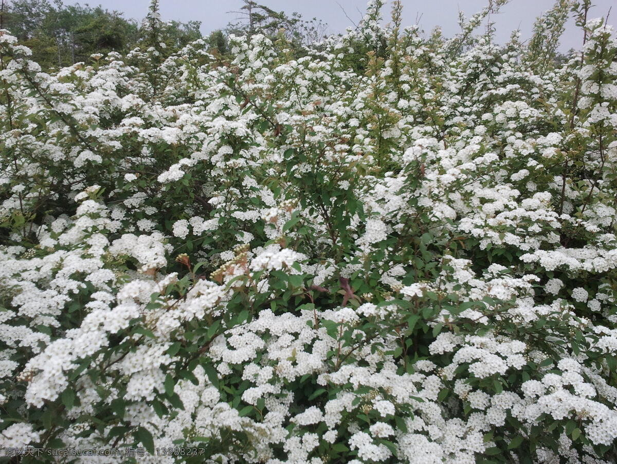 开放 中 白色 花卉 风景 花朵 大片白色花
