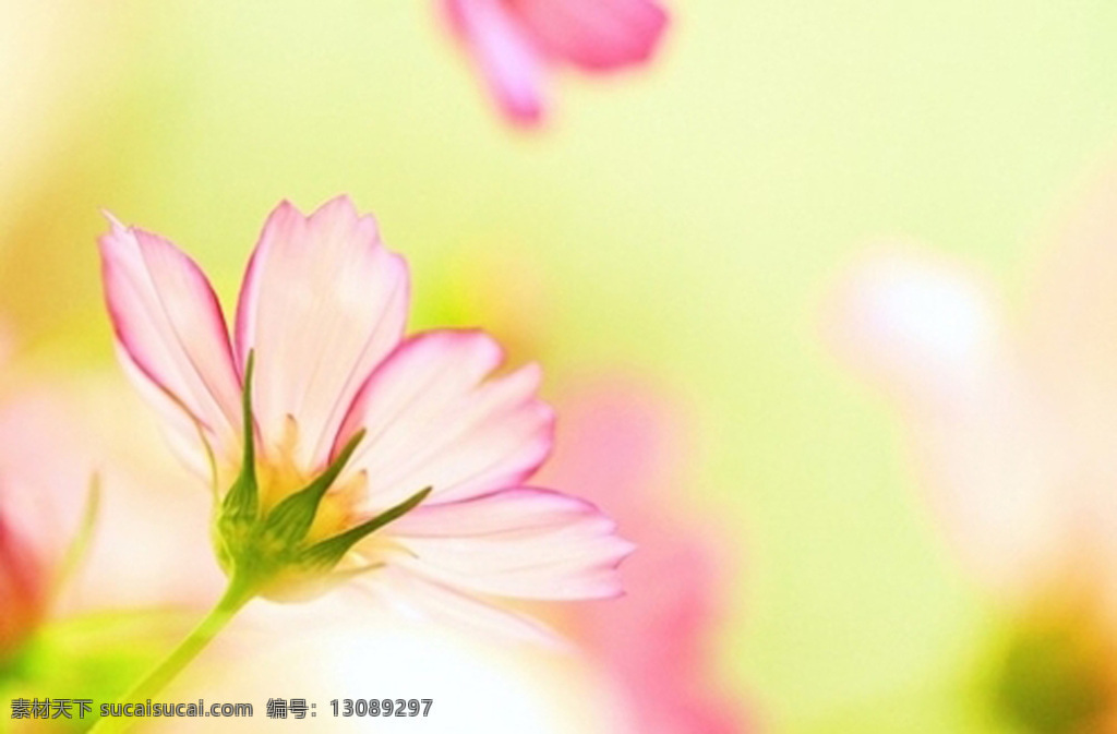 植物免费下载 服装图案 花朵 花卉 植物 植物摄影 面料图库 服装设计 图案花型