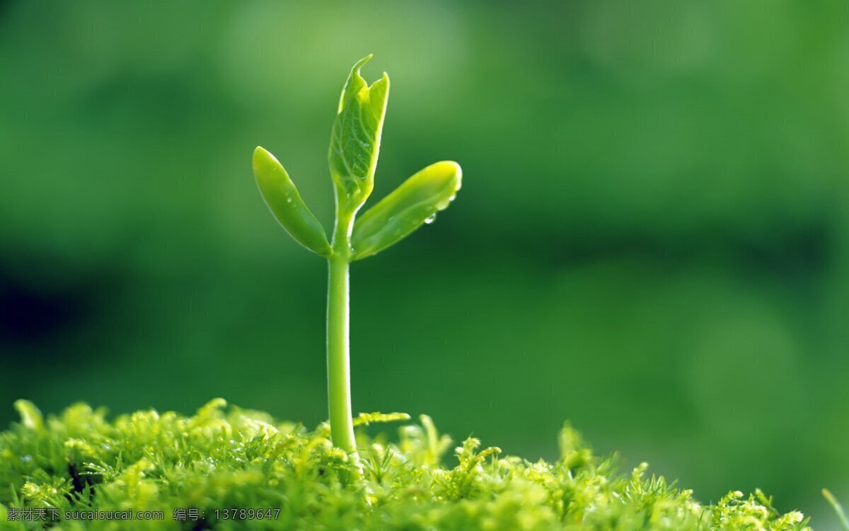绿色嫩芽 绿色 植被 绿色植物 新绿 花草 生物世界