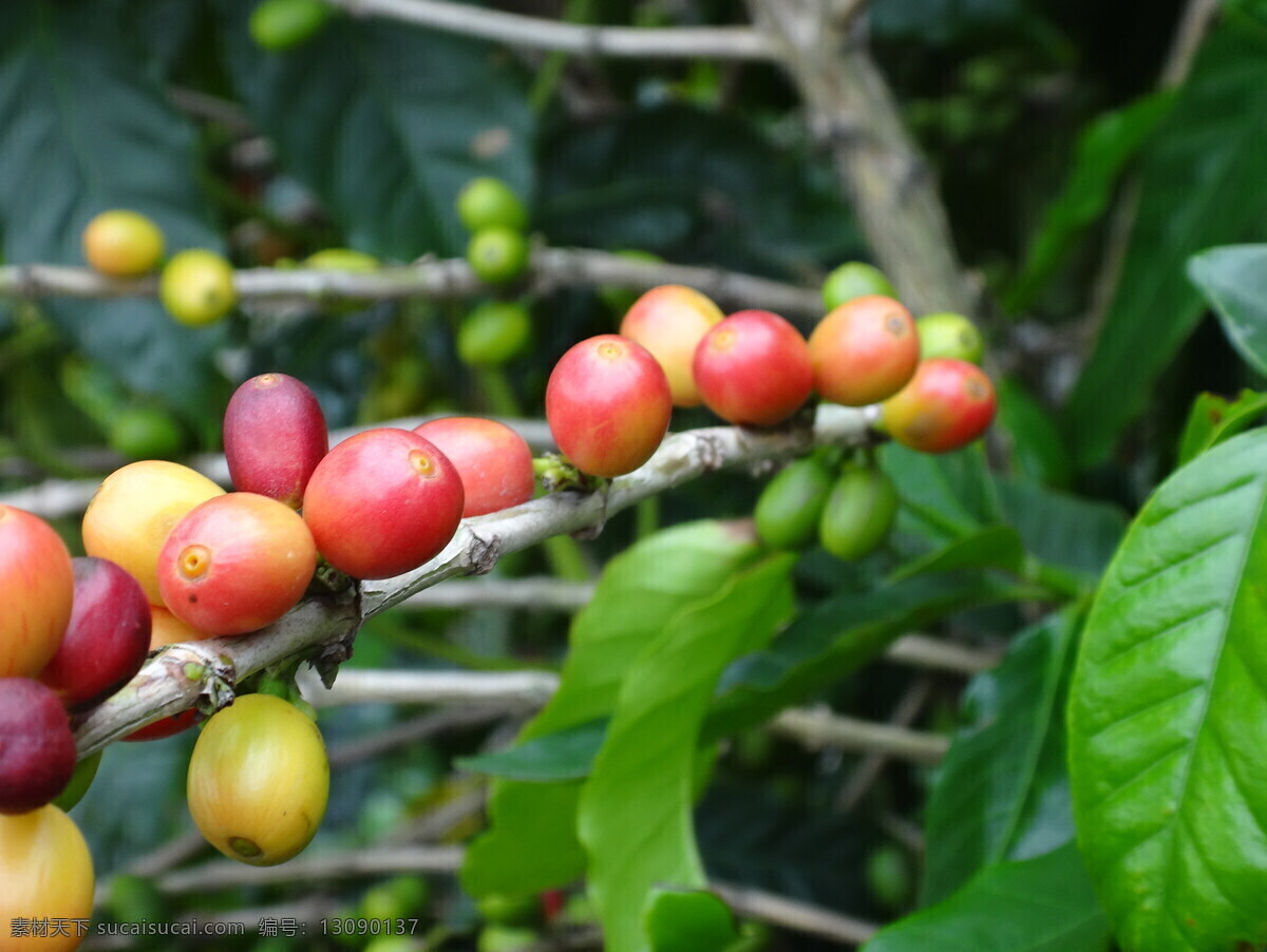 咖啡树 咖啡豆 绿叶中的豆子 成熟的咖啡豆 绿叶 水果 生物世界