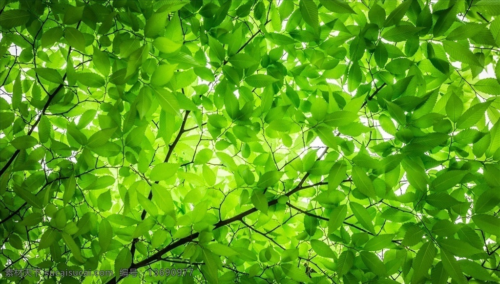 树木叶子 绿叶 树木 拍照 绿色 自然 生物世界 树木树叶