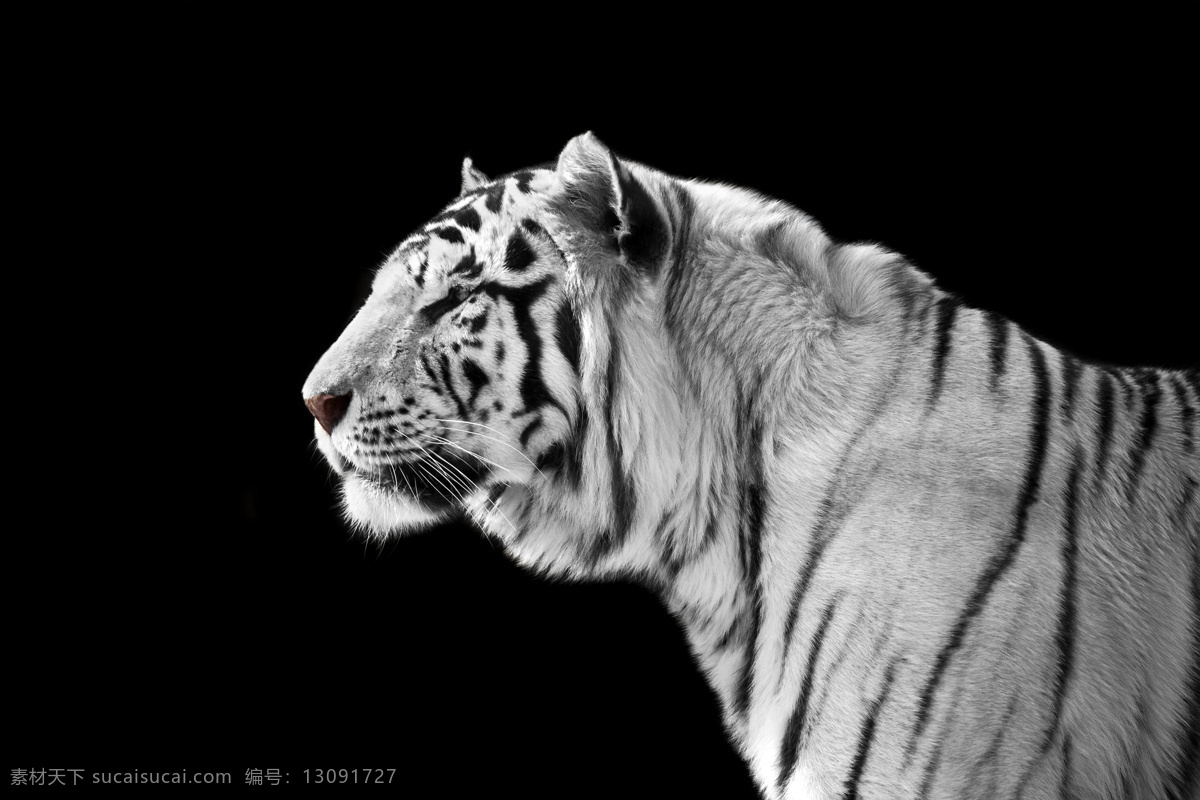 唯美 动物 可爱 野生 凶猛 老虎 虎 白虎 白老虎 孟加拉虎 生物世界 野生动物