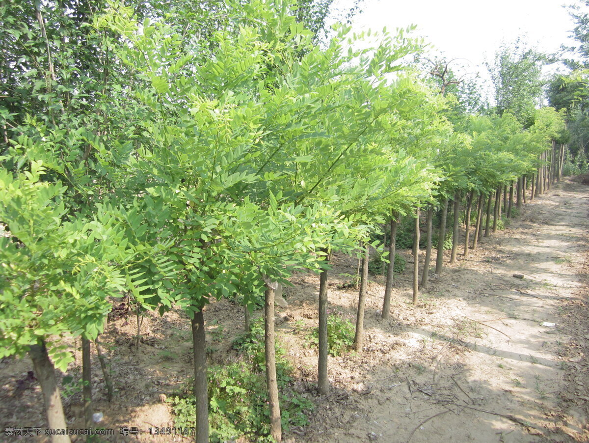 金枝槐 金枝槐基地 绿化苗木 苗木基地 槐树 景观树 树木树叶 生物世界