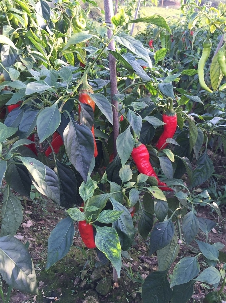 辣椒 尖椒 辣椒树 红辣椒 四川辣椒 小辣椒 辣椒种植 绿色辣椒植物 朝天椒