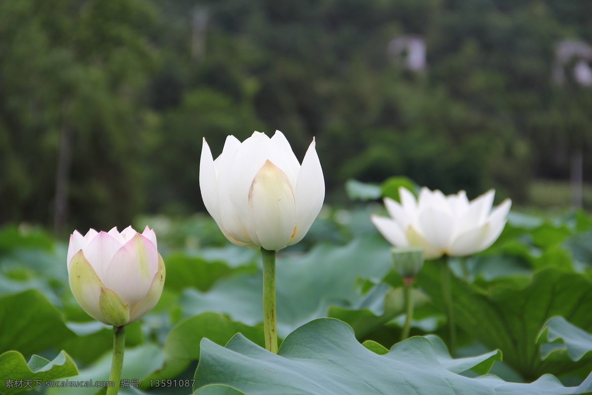 荷塘 白莲花 荷花 花蕊 藕蓬 莲藕 荷叶