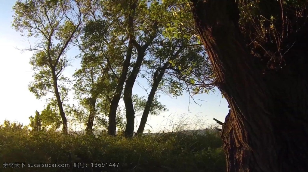 森林 阳光 高清 视频 实拍 保护森林 大自然 环境 树木 特写 优雅 风吹摇摆