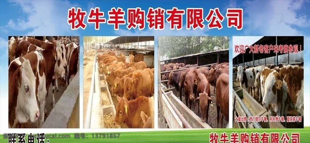 牧牛 养牛 奶牛 牛羊