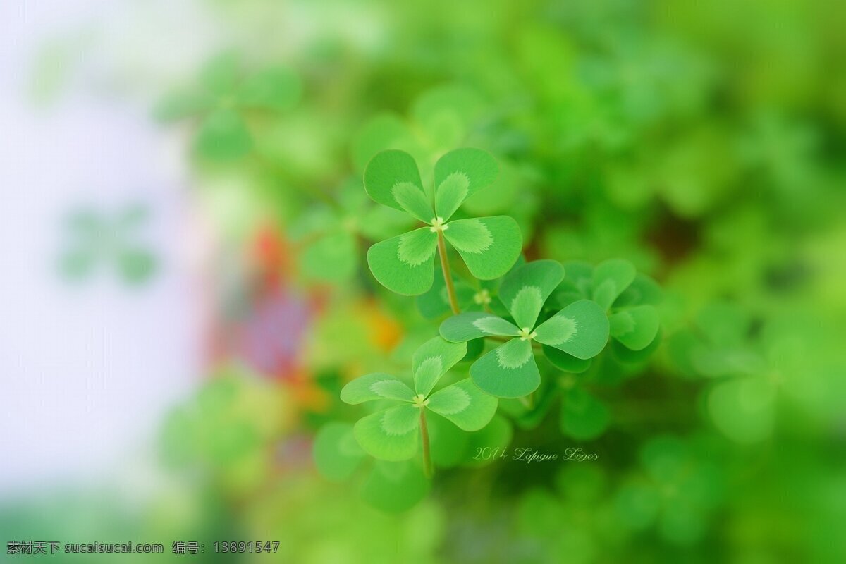 鲜花 鲜花背景 高清鲜花 花 花背景 唯美 唯美背景 花朵 玫瑰 rose 石榴花 芙蓉花 荷花 栀子花 山茶花 茶梅花 桃花 樱花 杏花 梨花 月季花 玫瑰花 茉莉花 蔷薇花 迎春花 海棠花 兰花 桂花 菊花 梅花 丁香花 金银花 凌霄花 水仙花 那些花儿 生物世界 花草