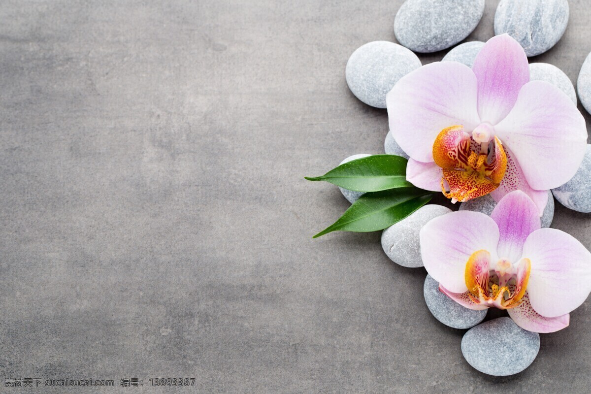 兰花 石 灰色 背景 花卉 石灰色 鲜花 花朵 花草 生物世界