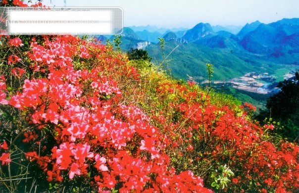 尧山 杜鹃 杜鹃花 风景 桂林风光 花 其他生物 山 摄影图 生物世界 尧山杜鹃
