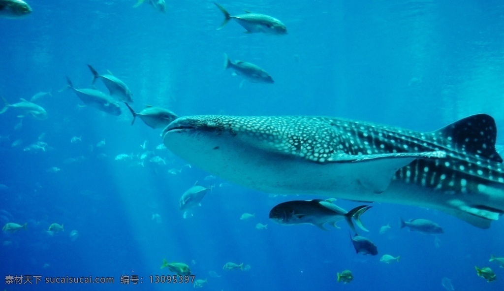 唯美 生物 动物 野生鱼类 海鱼 鱼群 生物世界 鱼类