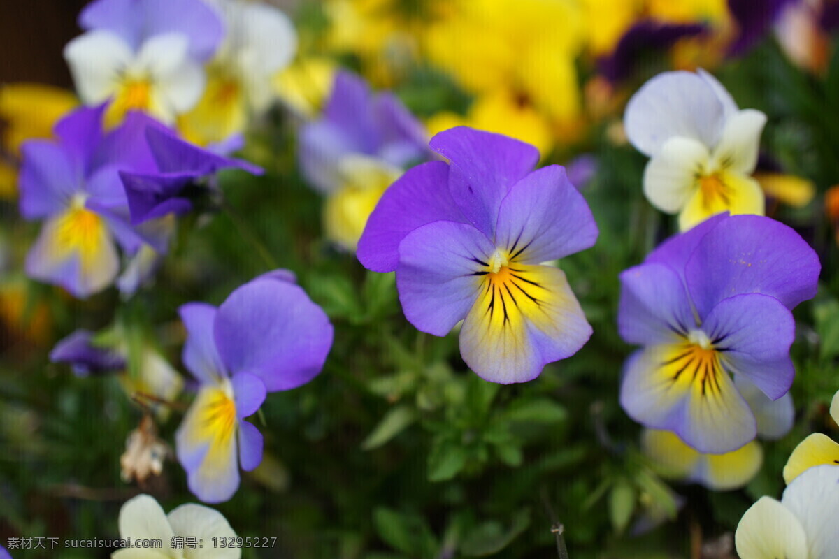 三色堇 蝴蝶花 花朵 鲜花 花瓣 鬼脸花 花草 生物世界