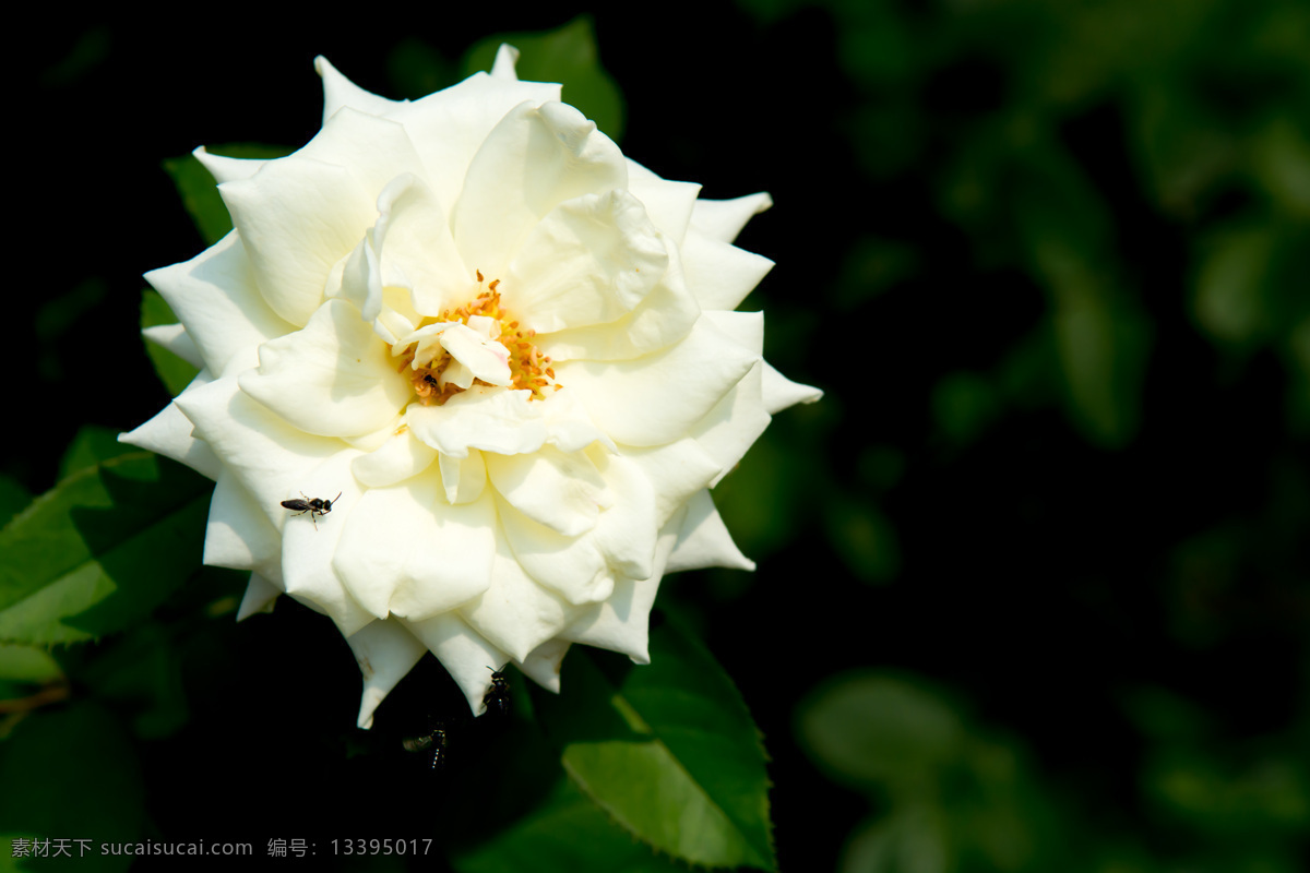 月季花 白色 花草 花草树木 花朵 花儿 花卉 昆虫 蜜蜂 日光 白天 花光 生物世界