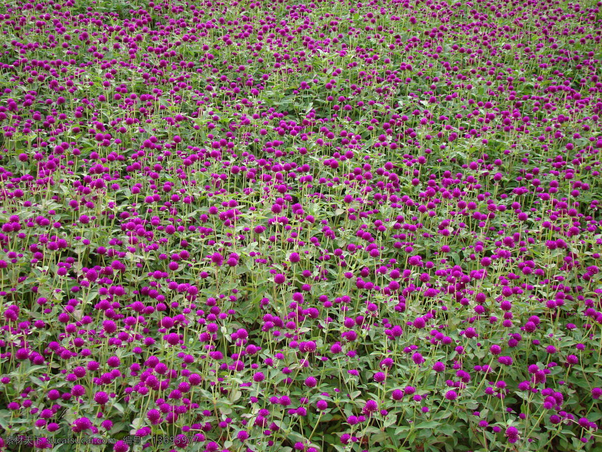 紫色 花卉 美丽 紫色花卉 球状花朵 风景 生活 旅游餐饮