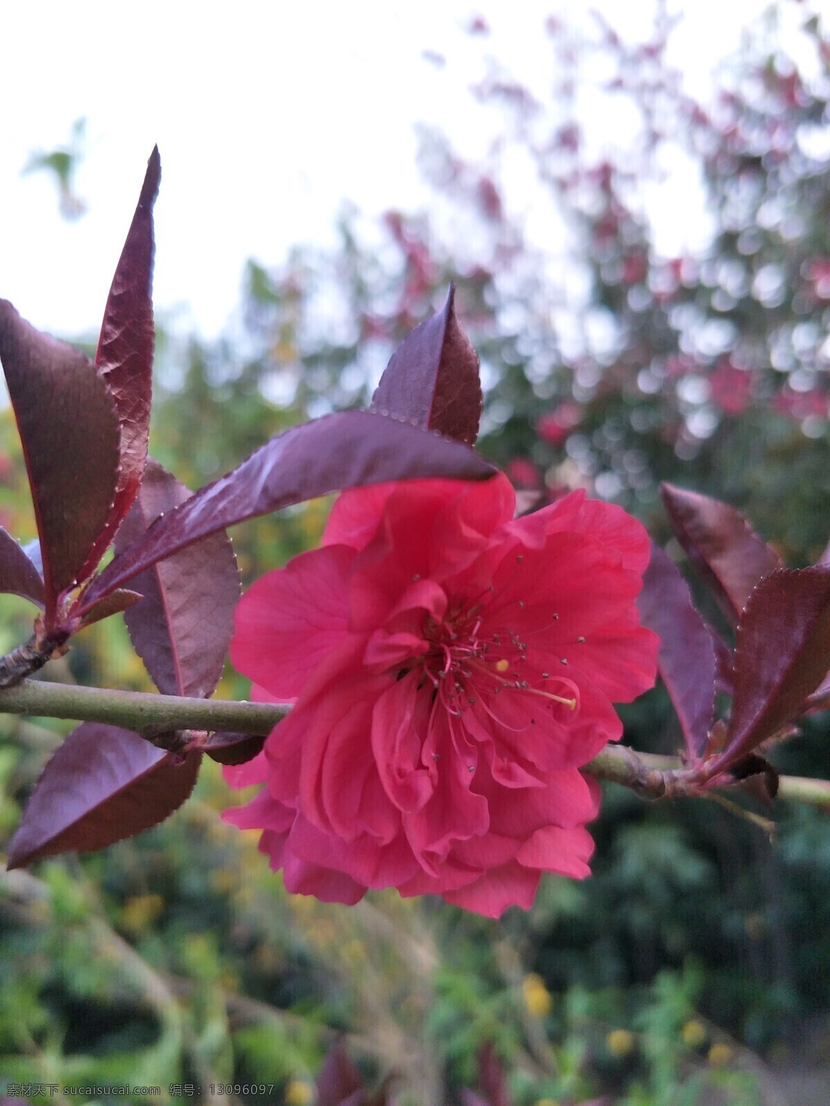 一朵红叶桃 植物 花卉 桃花 桃花特写 红花 园林植物 园林花卉 花草 生物世界 花卉世界 旅游摄影 自然风景