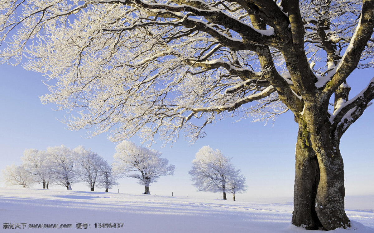 雪景图片 雪景壁纸 高清桌面壁纸 大树 雪景 雪后摄影 高清雪景图 自然风景 旅游摄影