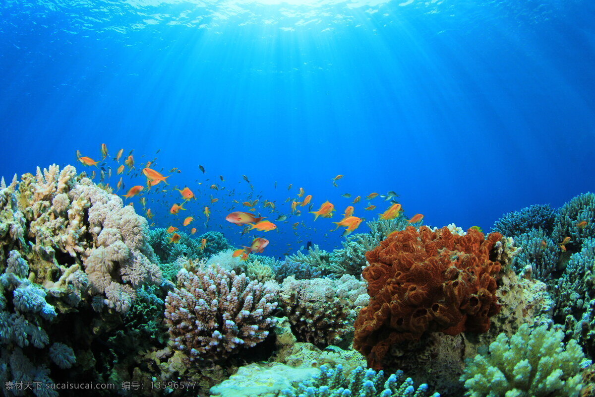彩色 海底 世界 风景 高清 海洋 海水 珊瑚 珊瑚礁
