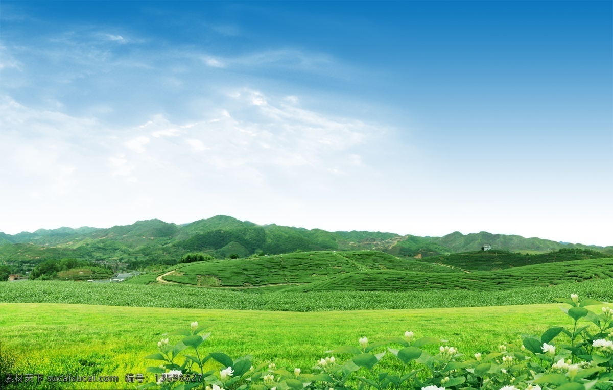 风景 茶园风景 茉莉花 蜗牛 茶树 树木 草地 茶山风光 茶山 茶山风景 绿茶 茶 采茶 茶叶 茶叶树 种茶 自然风景 自然景观 自然风光