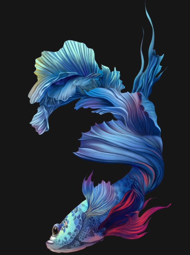 斗鱼png 斗鱼 鱼 鱼png 免费共享