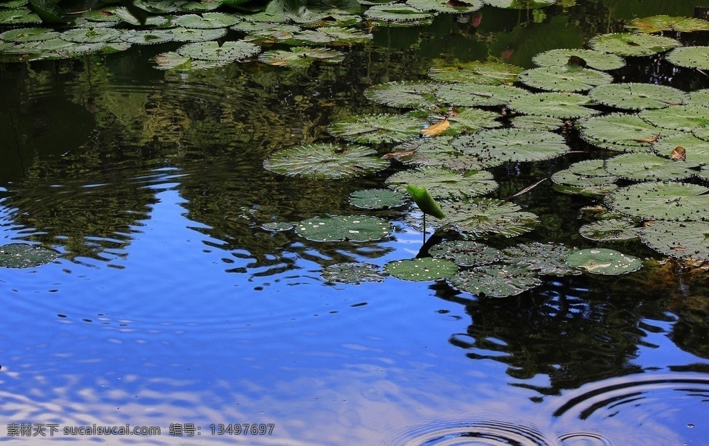 缸染荷池 睡莲 叶 水珠 池塘 蓝天 涟漪 雨水 花花世界 花草 生物世界