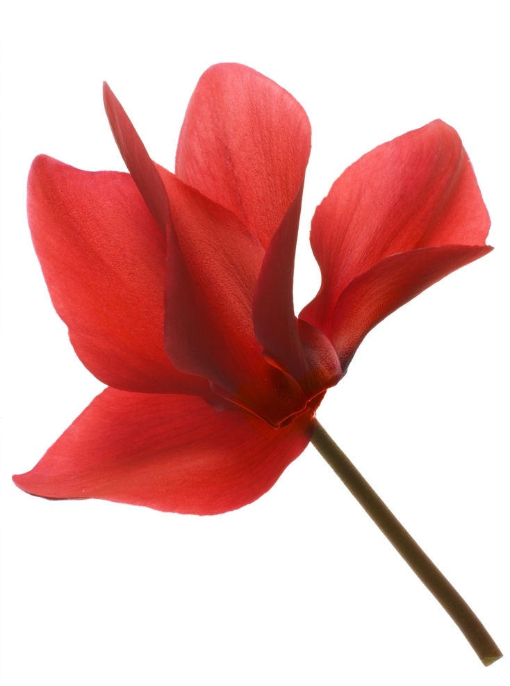 仙客来花朵 红色 无背景 鲜花 花 艺术 漂亮 植物 花卉 草甸 自然 壁纸 背景 花朵图片 生物世界 花草