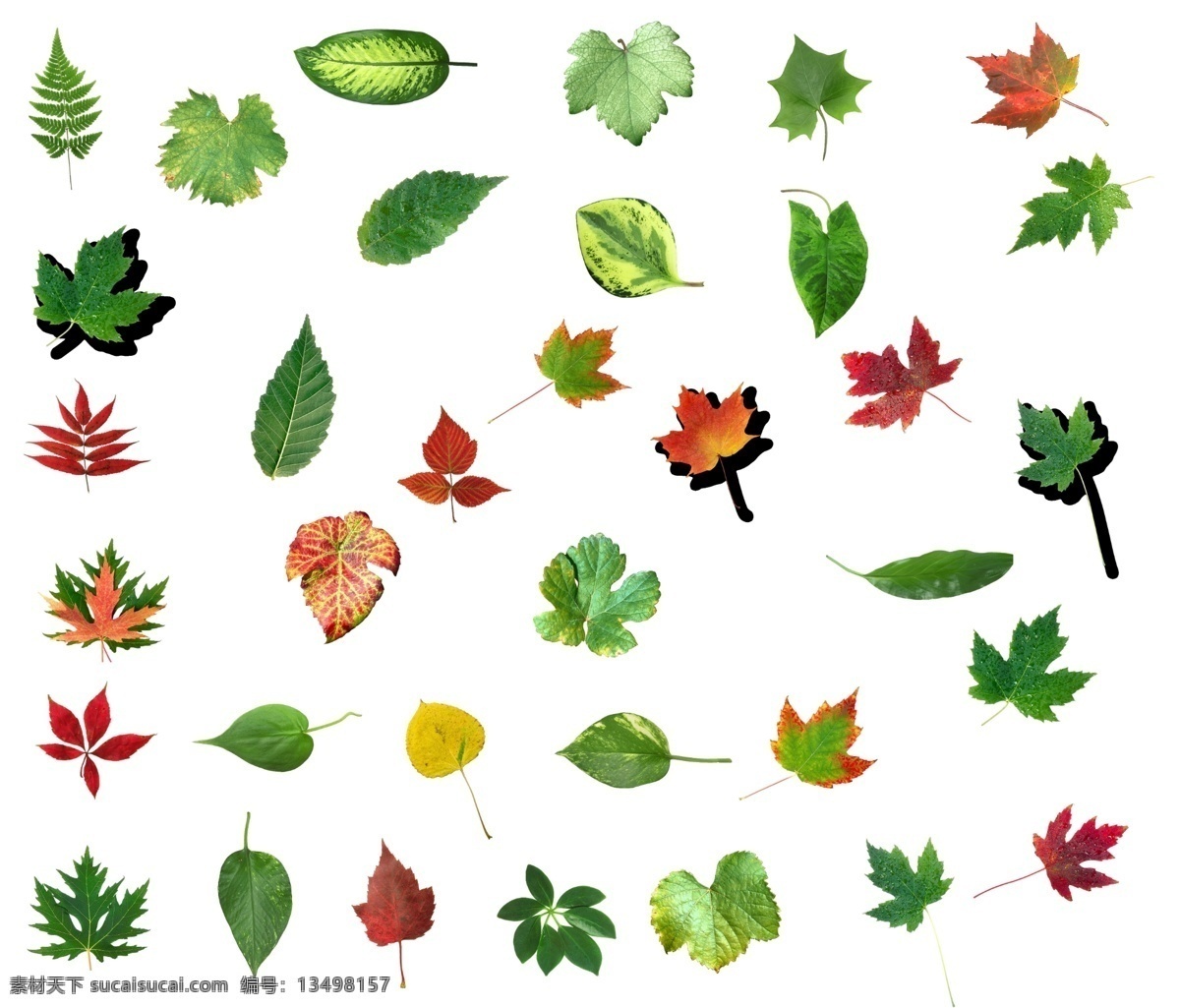 树叶 树枝 树木 枝叶 叶片 红树叶 嫩叶 红叶 植物 植物分层图 其他设计 环境设计 源文件 分层