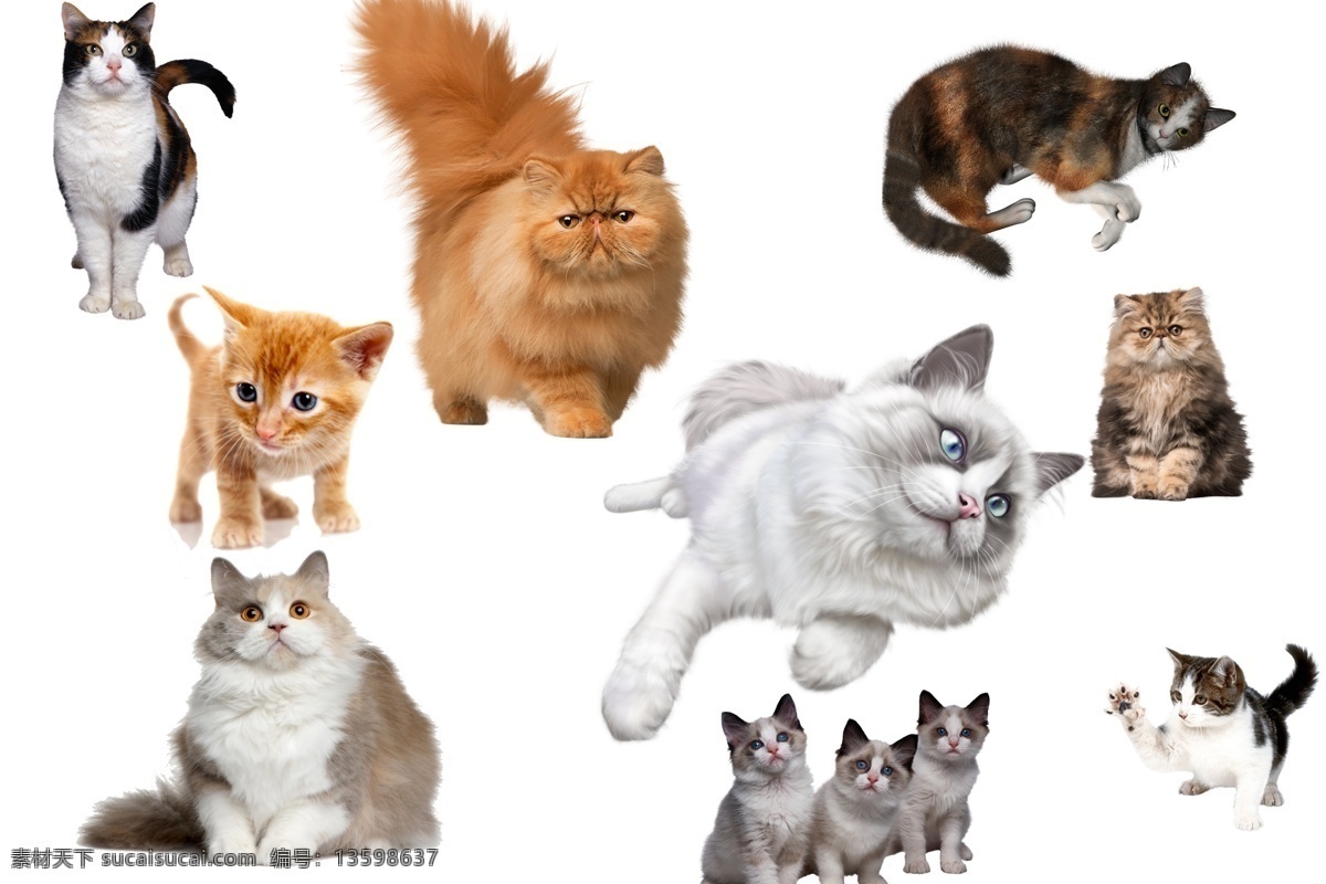 猫图02 透明素材 png抠图 猫咪 可爱猫咪 撸猫 加菲猫 橘猫 黑猫 小奶猫 狸花猫 暹罗猫 波斯猫 非 原创 透明 合 辑 分层