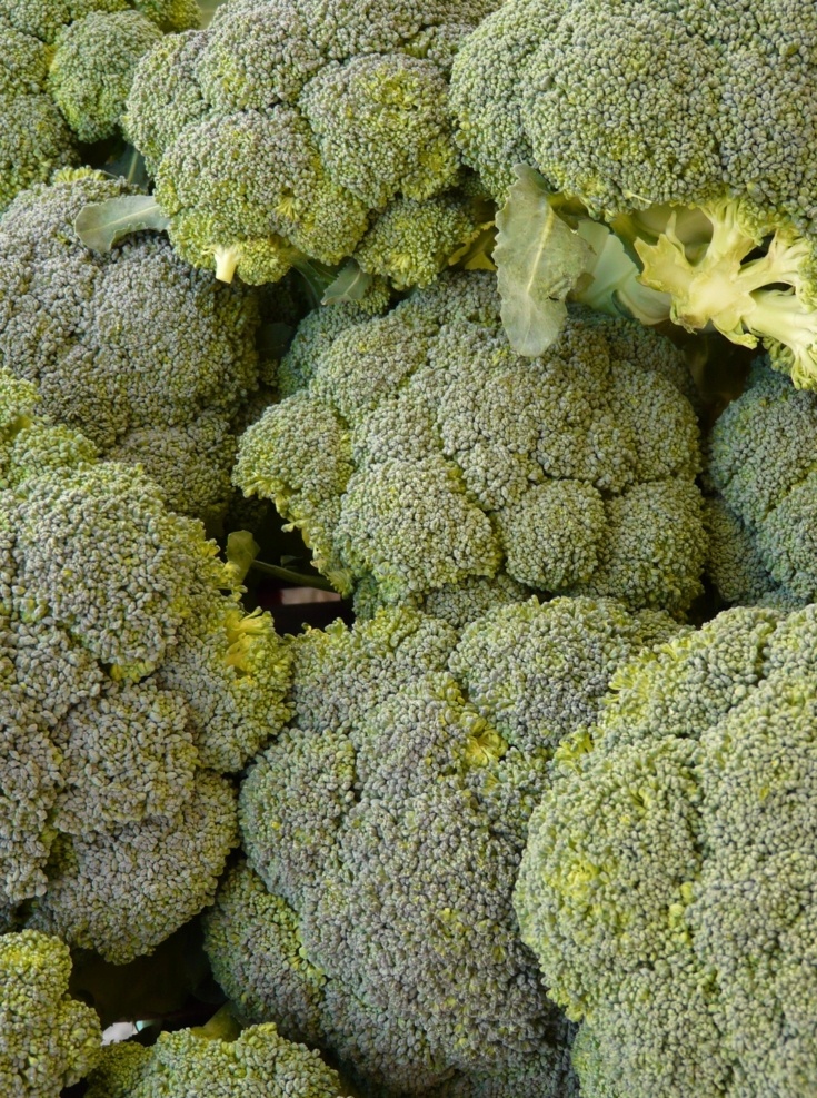 西蓝花图片 西蓝花 有机蔬菜 绿色蔬菜 菜篮子 生态农业 农业种植 农产品 生物世界 蔬菜