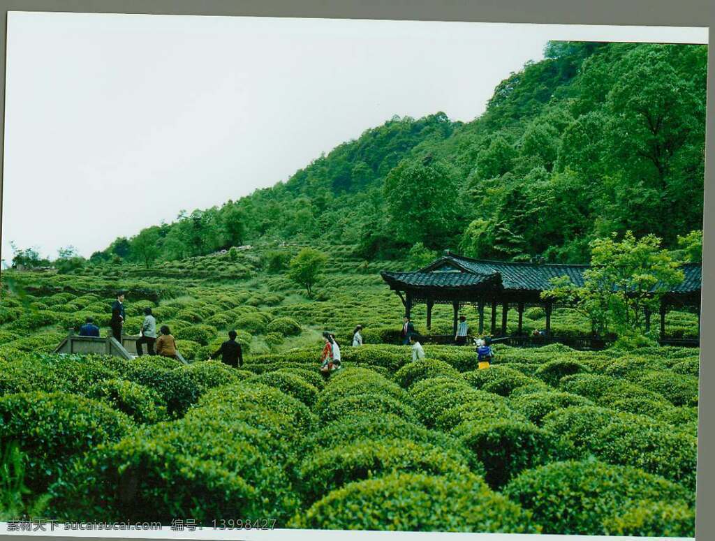 蒙顶山茶园 蒙顶山 茶园 春景 茶山 亭台 国内旅游 旅游摄影