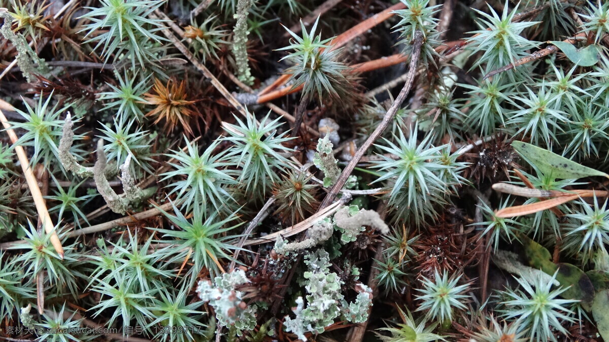 地衣 植物 苔藓 苔藓植物 植物摄影 其他生物 生物世界