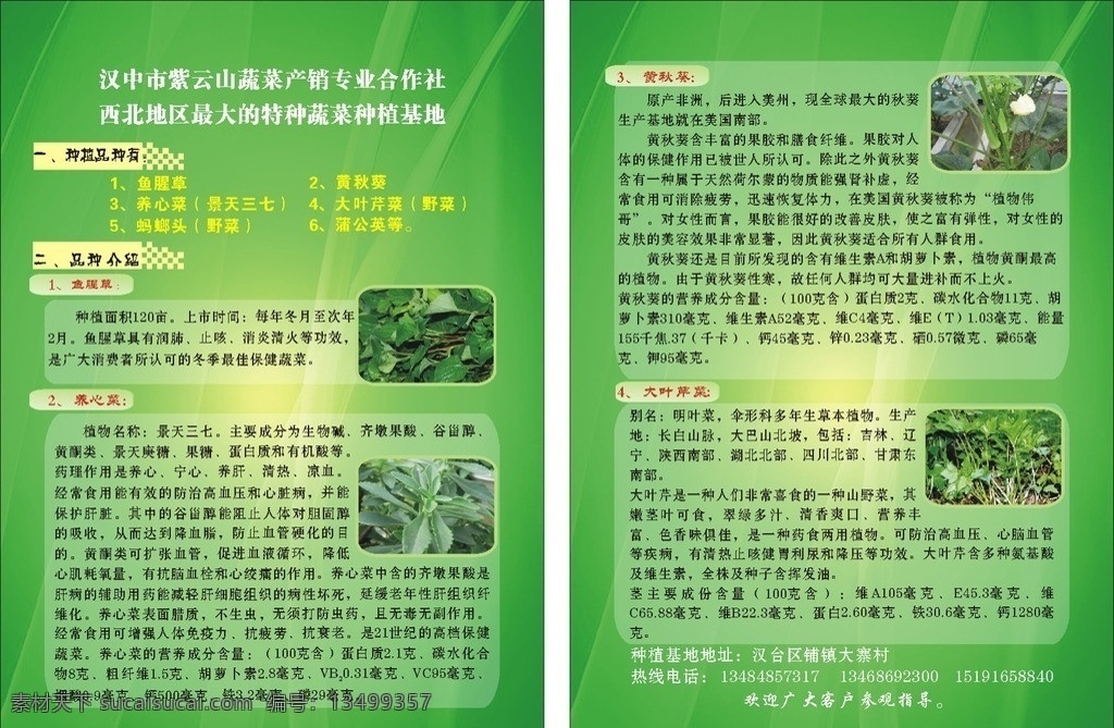 蔬菜彩页 绿色背景 绿色蔬菜彩页 绿色彩页背景 保健蔬菜介绍 矢量