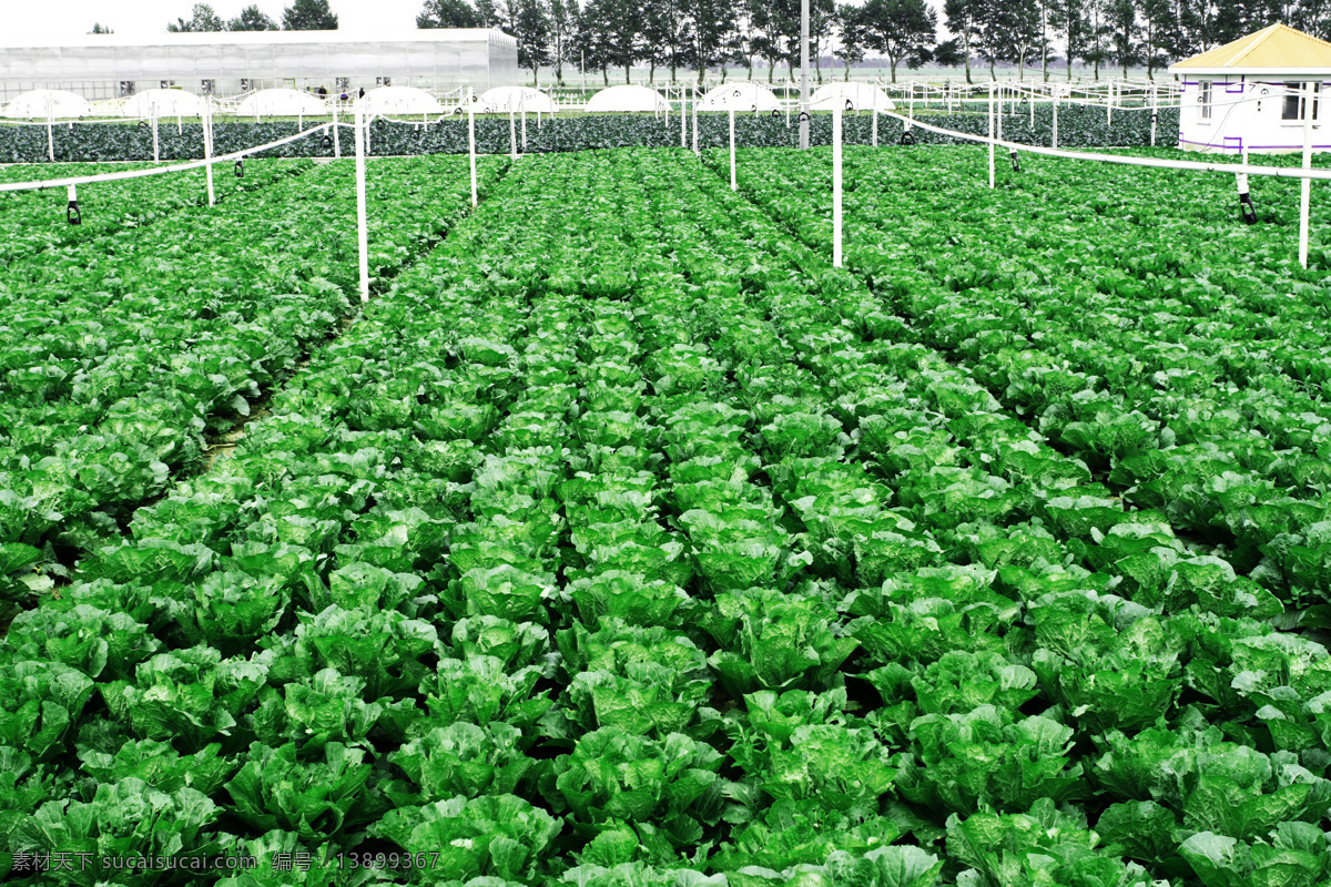 农业 节水 现代科技 农业节水 农业生产 蔬菜种植基地 蔬菜种植 大白菜种植 节水灌溉 矢量图 日常生活