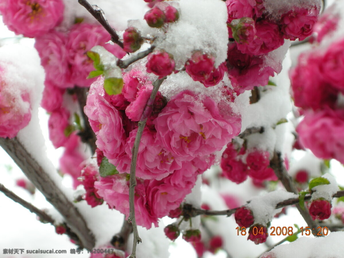 雪中 海棠花 海棠 冰雪 花 花枝 花朵 花儿 花蕊 粉红色 红色 雪景 花中雪 白雪 花草 生物世界