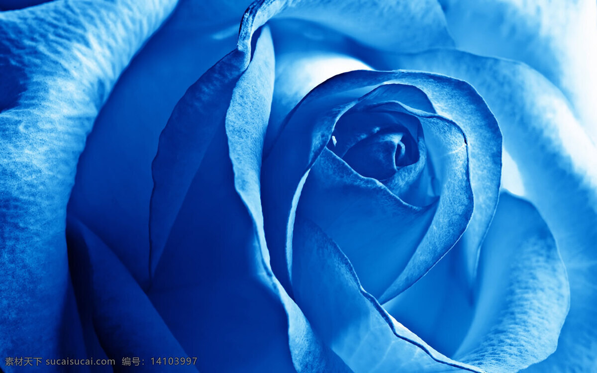 玫瑰 写真 蓝色 背景 模板