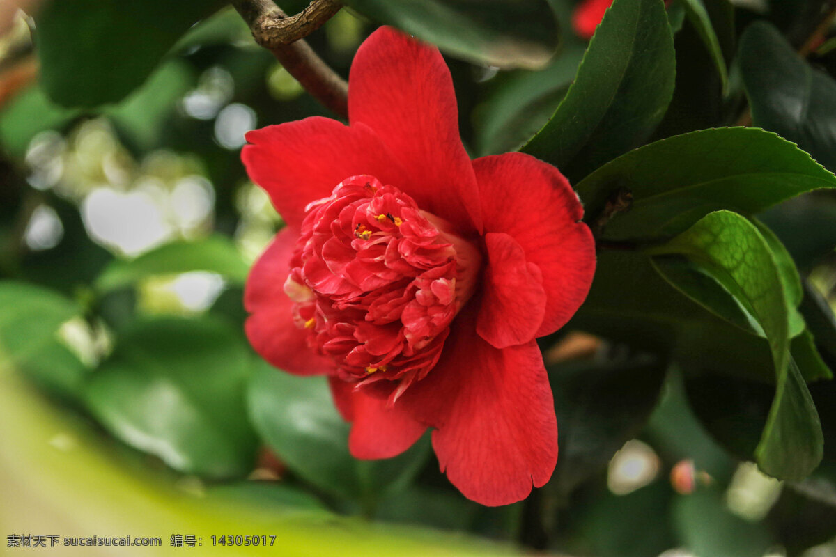 红茶花 红花 山茶花 茶花 绿叶 单瓣茶花 重瓣茶花 白山茶花 红山茶 生物世界 花草