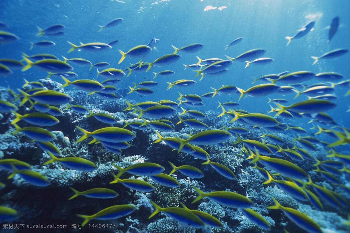 海底世界 海底动物 鱼群 蓝色 鱼类 生活 海藻 海洋 海面 小岛 旅游 享受 分层