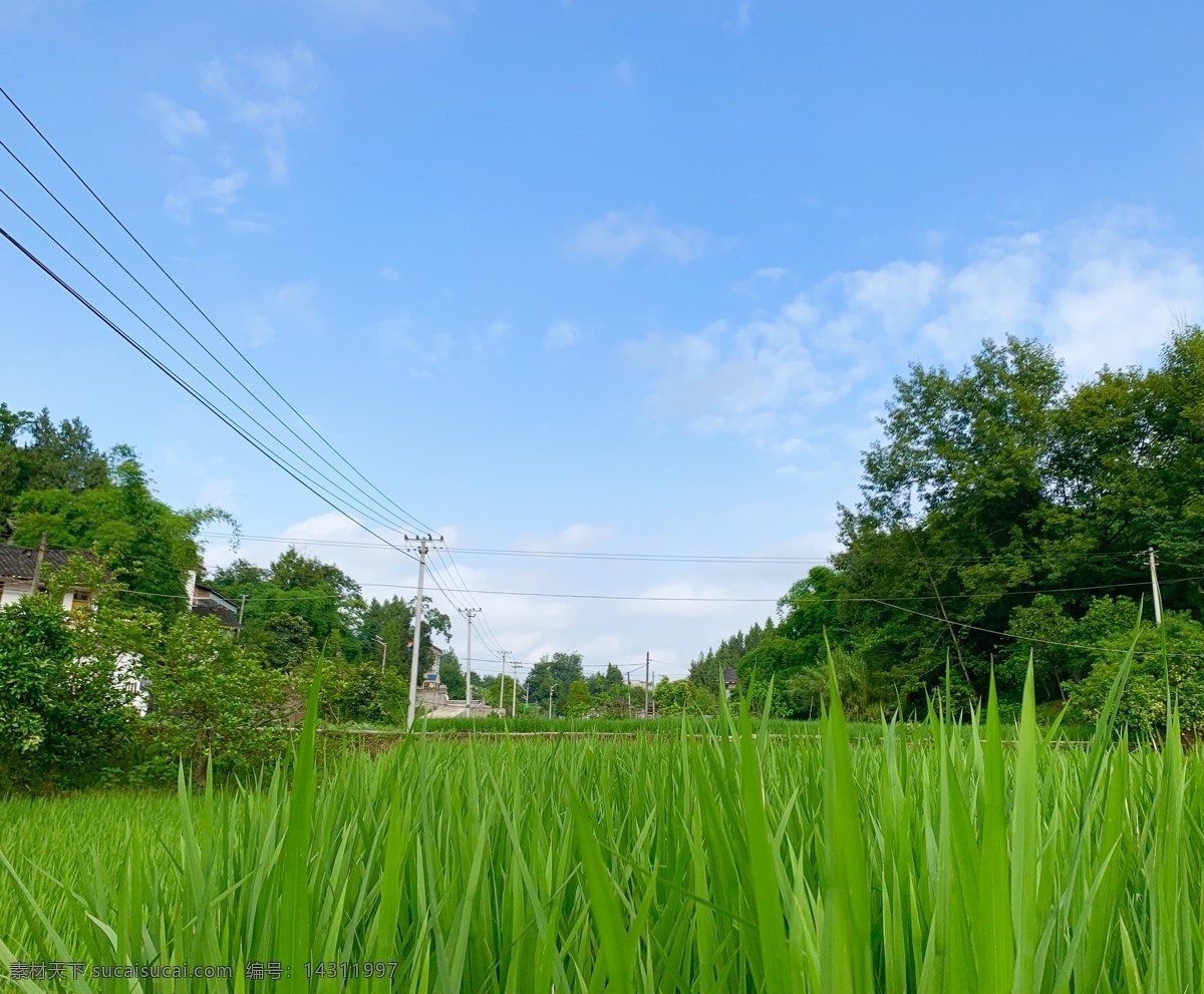 乡村 田间 蓝天 电线 电线杆 稻 森林 自然景观 自然风景