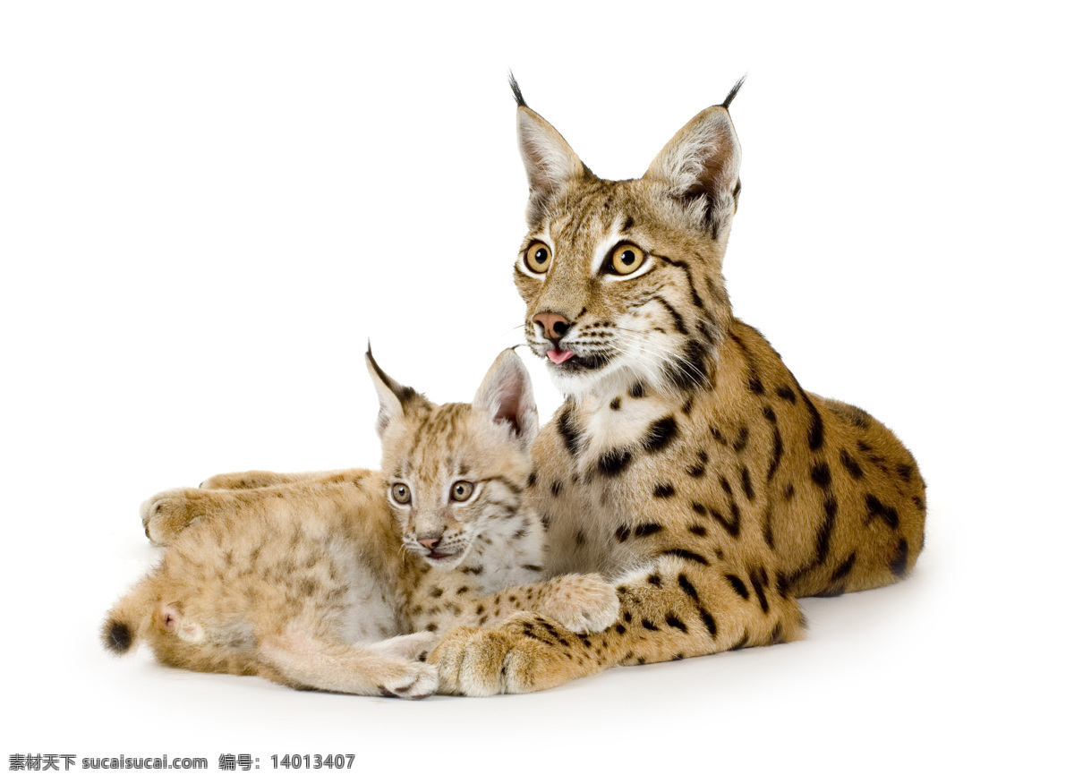 豹子 猎豹 金钱豹 野生动物 动物摄影 陆地动物 生物世界