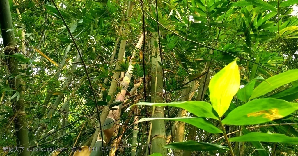 竹林视频 竹林 竹子 竹 青皮竹 广宁青皮竹子 青皮竹林 广宁竹子 视频短片 多媒体 实拍视频 动物植物 mp4