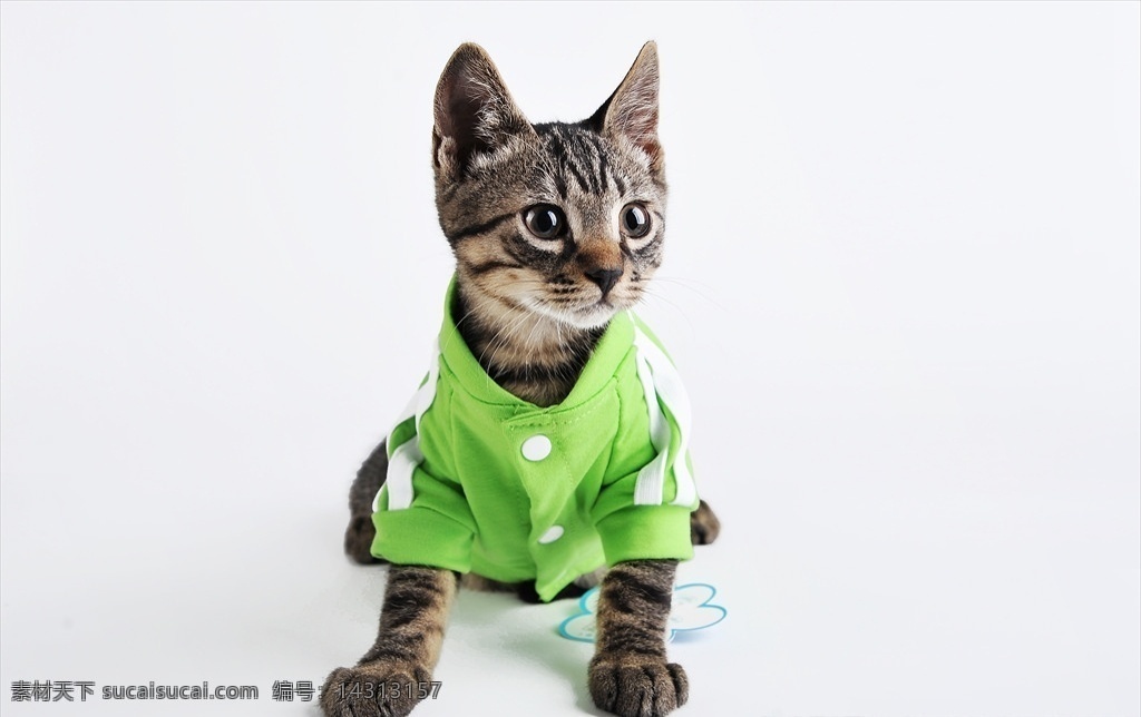 喵星人 猫 宠物 宠物服 宠物用品 生物世界 家禽家畜