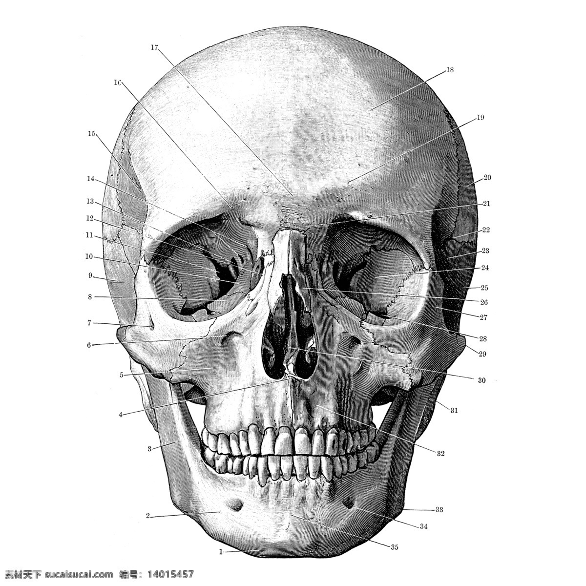 头骨 正面 结构 插图 t恤图案 骷颅头 人体骨骼 鬼头 服装图案 位图 素描绘画 印花t恤 面料图库 t恤印花 人体结构图