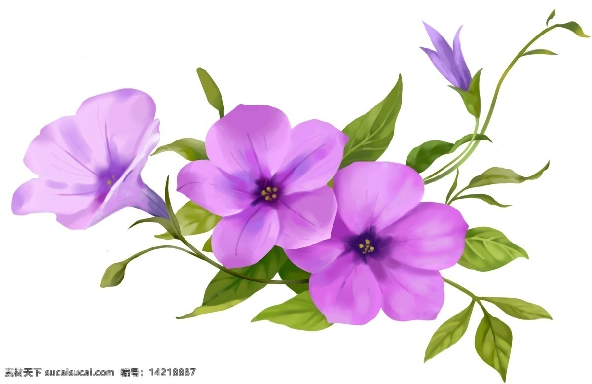 紫色 喇叭 花朵 大花 花 植物 紫色花朵 psd源文件